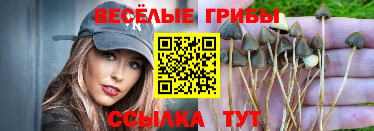 Псилоцибиновые грибы Cubensis Ачхой-Мартан