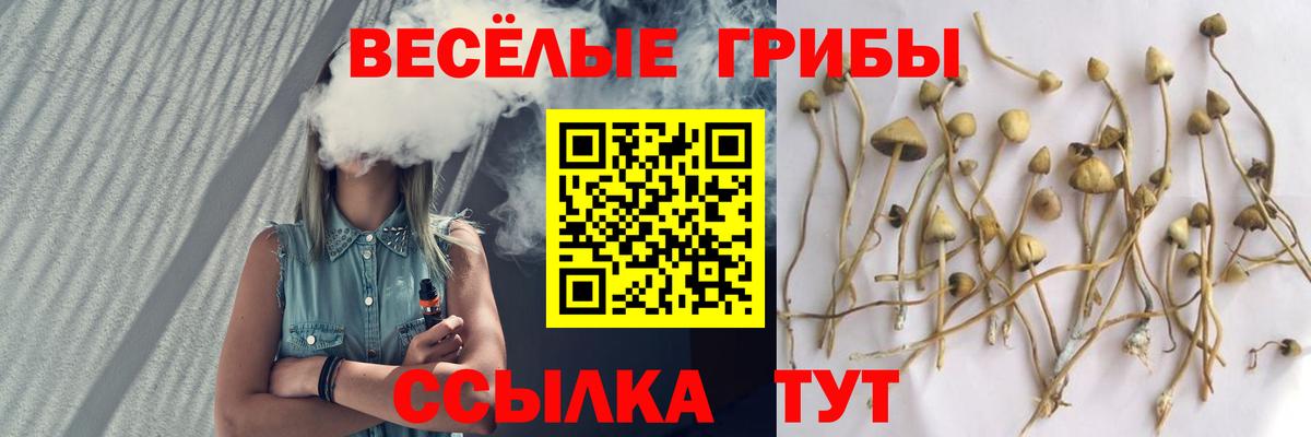 Псилоцибиновые грибы Psilocybine cubensis  Вход с VPN  Ачхой-Мартан 